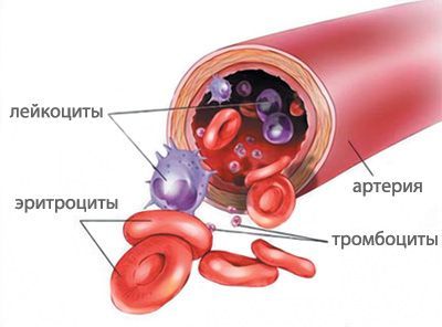 Взаимосвязь гемоглобина и тромбоцитов