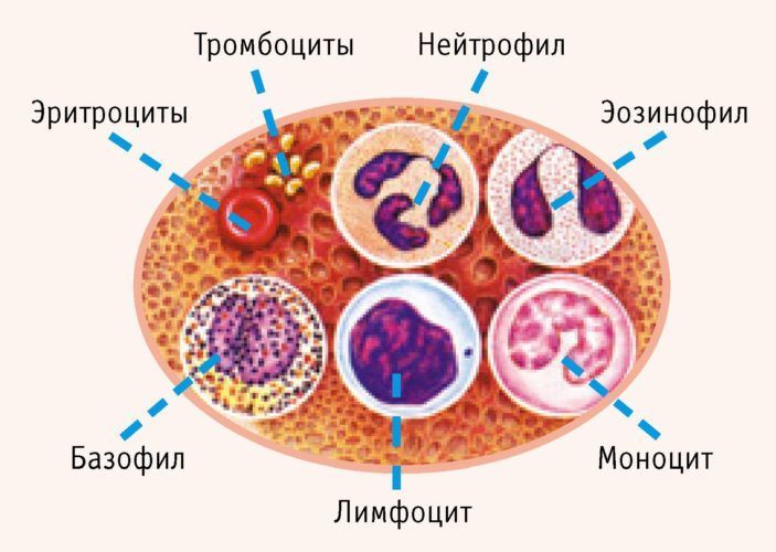 Эритроциты в моче фото под микроскопом