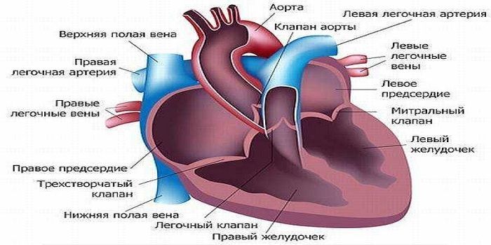 Правое предсердие аорта левый желудочек легкие левое. Левая легочная артерия. Левый желудочек сердца. Легочная артерия сердца. Правый желудочек сердца.