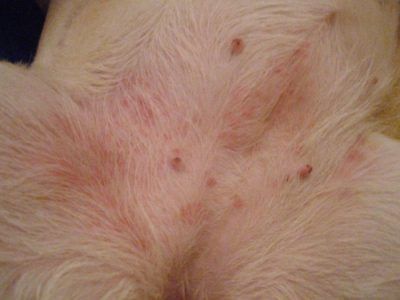 Аллергия у лабрадора на коже чешется thumbnail